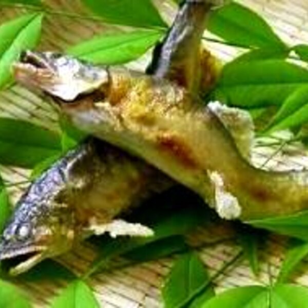 ピカピカ鮎 レシピ 作り方 By Yuhudake7247 楽天レシピ ピカピカ鮎 レシピ 作り方 By Yuhudake7247 楽天レシピ