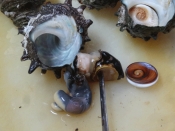 サザエの捌き方 肝の生姜醤油煮 レシピ 作り方 By Startrek 楽天レシピ サザエの捌き方 肝の生姜醤油煮 レシピ 作り方 By Startrek 楽天レシピ