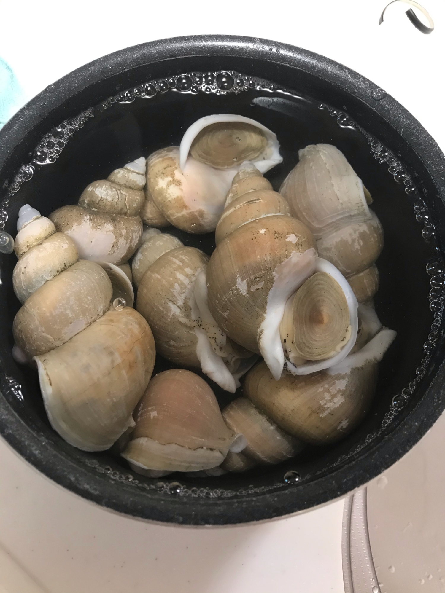 白バイ貝の茹で方 レシピ 作り方 By You花凛 楽天レシピ 白バイ貝の茹で方 レシピ 作り方 By You花凛 楽天レシピ