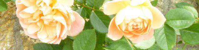 ☆a-cotton☆