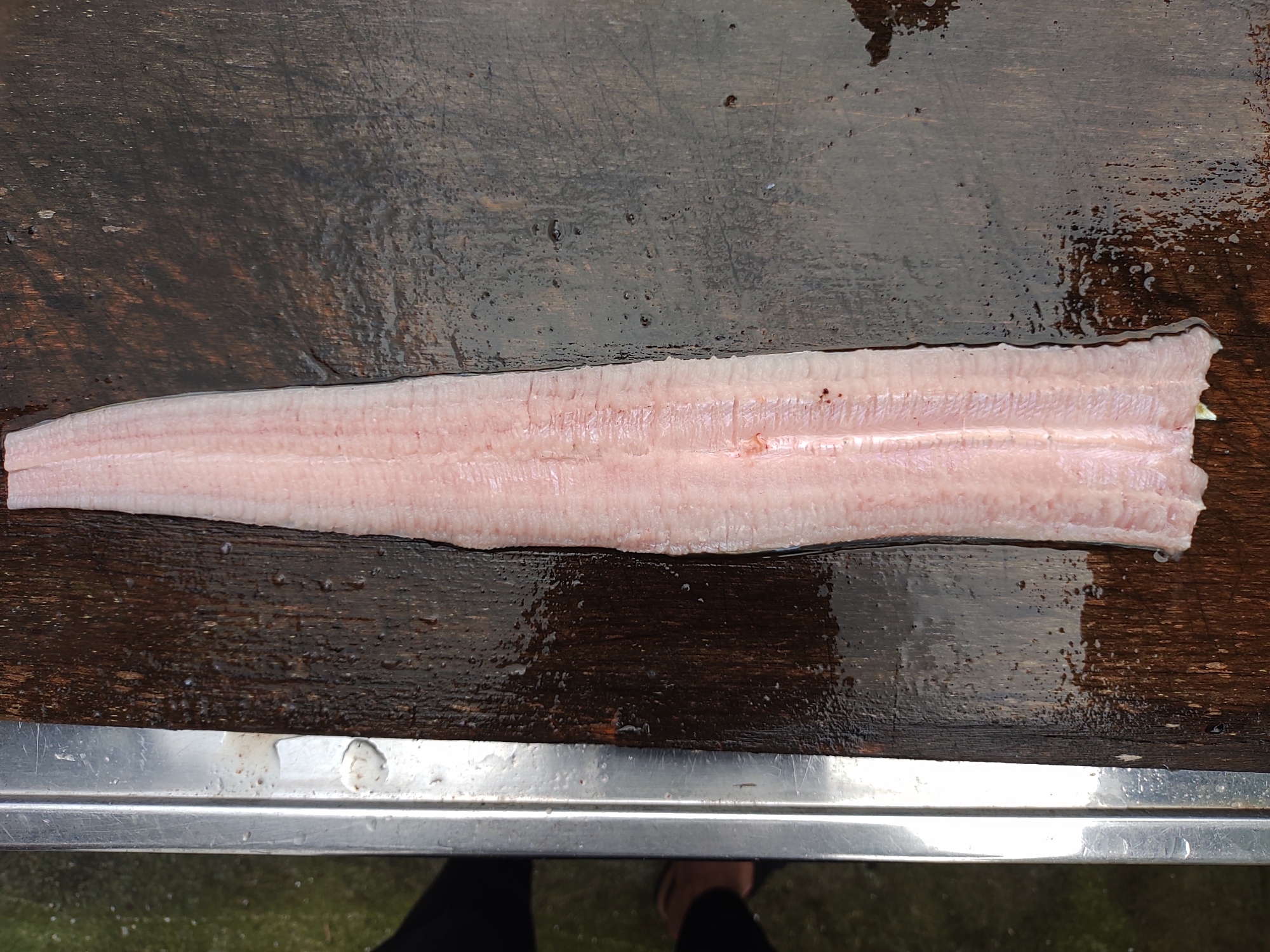 ハモのおろし方 レシピ 作り方 By 応援屋 楽天レシピ ハモのおろし方 レシピ 作り方 By 応援屋 楽天レシピ