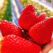 Freshyummy