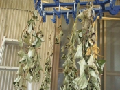 作ってみよう どくだみ茶 レシピ 作り方 By ぱぷぺぽ 楽天レシピ