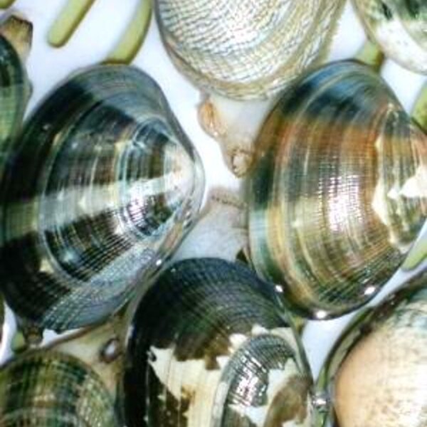 あさりの砂抜き レシピ 作り方 By Ki Ra Ri ママ 楽天レシピ あさりの砂抜き レシピ 作り方 By Ki Ra Ri ママ 楽天レシピ