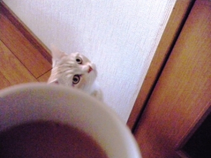 今日も猫カフェ来たよ～♪
この写真は虎太郎が「ドア開けろニャ～♡」って奴隷（私）に命令してるところ(^_^;)
他にも「蛇口の水出せニャ～♡」等バージョン多数ｗ