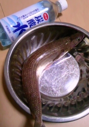 エソ 魚 の唐揚げ レシピ 作り方 By Kaerupukupuku 楽天レシピ エソ 魚 の唐揚げ レシピ 作り方 By Kaerupukupuku 楽天レシピ