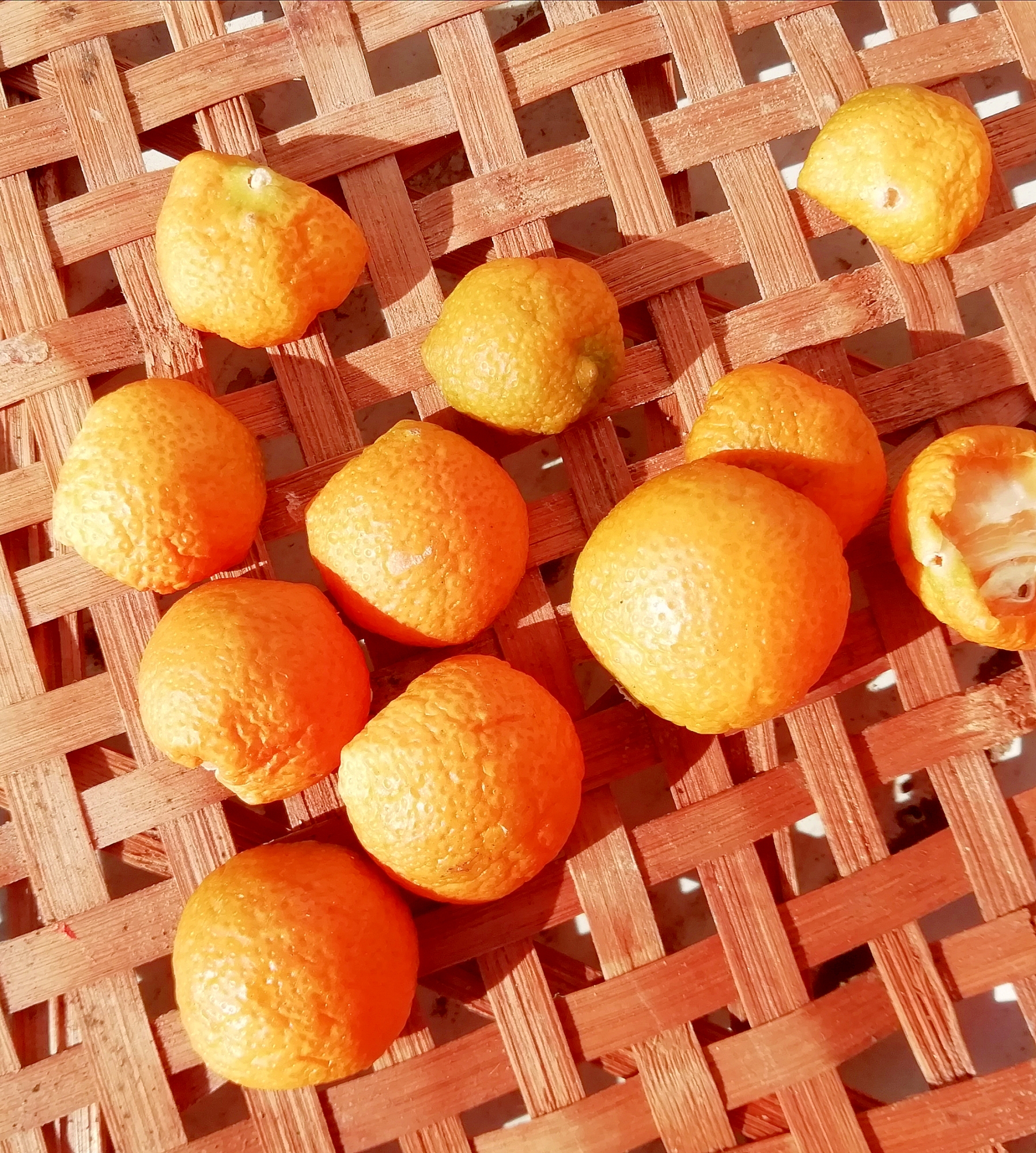 【乾燥料理】種はとらなくてヨシ乾燥きんかんの作り方