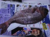 鯛をおろして作る タイのお造り レシピ 作り方 By 一点集中力 楽天レシピ 鯛をおろして作る タイのお造り レシピ 作り方 By 一点集中力 楽天レシピ