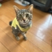 クッキング親父