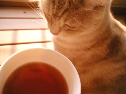 こちらは肌寒い日が続いてるので温かい麦茶が嬉しいです^m^♪
ニャンコをモミつつ美味しく飲み飲みしました♡ご馳走様です！