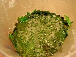 大葉の長期保存 塩漬け レシピ 作り方 By Pchan2 楽天レシピ 大葉の長期保存 塩漬け レシピ 作り方 By Pchan2 楽天レシピ