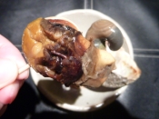 サザエの焼き方 楽天レシピ