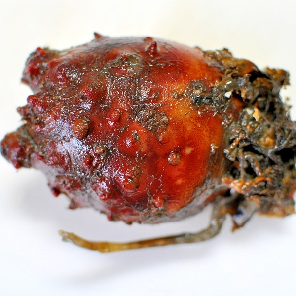 殻付きのホヤのさばき方 レシピ 作り方 By ねこすけ 楽天レシピ 殻付きのホヤのさばき方 レシピ 作り方 By ねこすけ 楽天レシピ