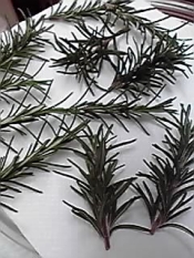 ドライ ローズマリー レシピ 作り方 By Mametotora 楽天レシピ ドライ ローズマリー レシピ 作り方 By Mametotora 楽天レシピ