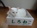 seika