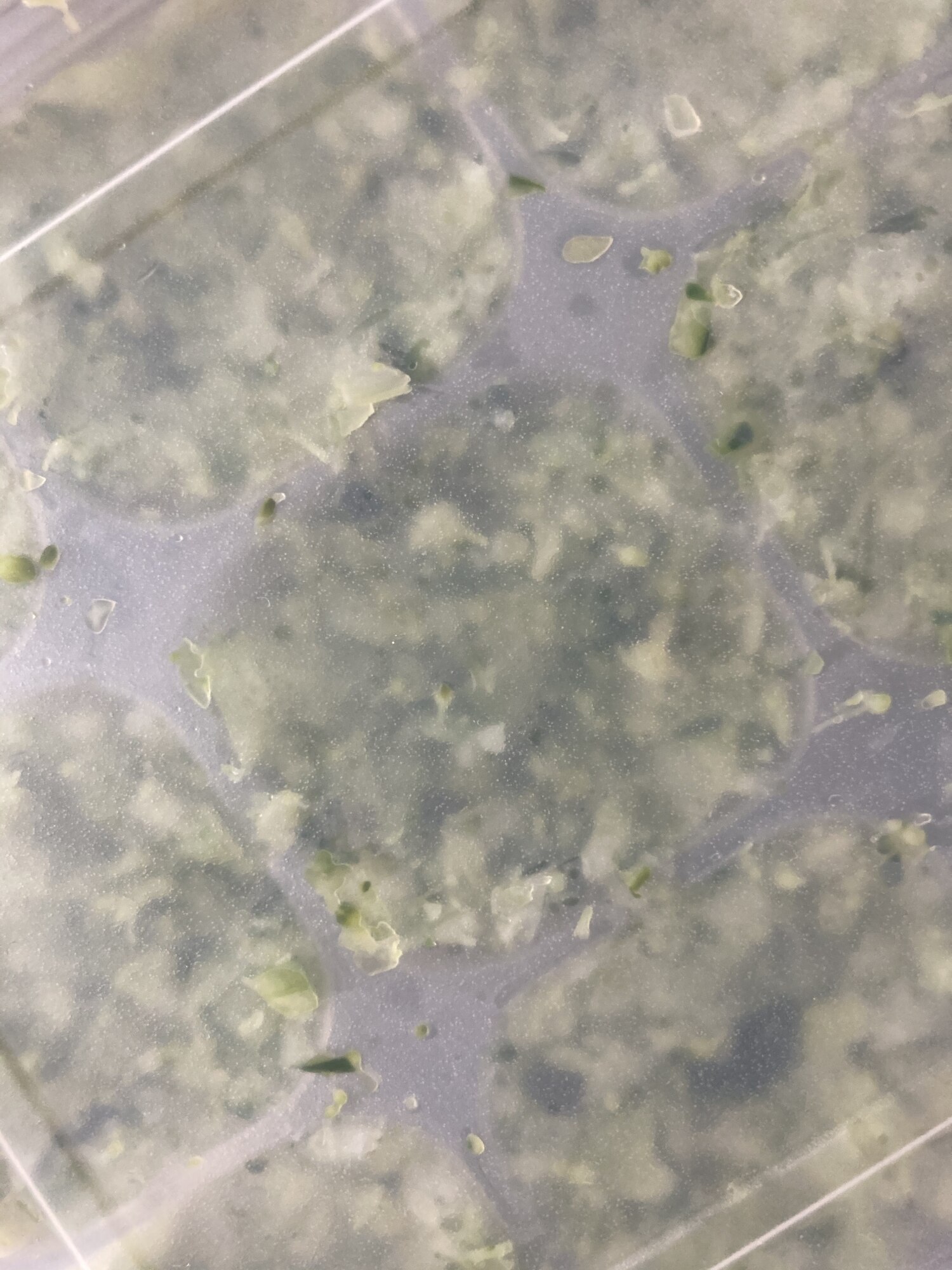 離乳食 冷凍きゅうりブロッコリーキャベツ レシピ 作り方 By おきぬ 楽天レシピ