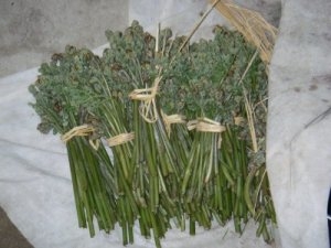 簡単 超時短 山菜の灰汁抜き レシピ 作り方 By Nkkmarine 楽天レシピ 簡単 超時短 山菜の灰汁抜き レシピ 作り方 By Nkkmarine 楽天レシピ