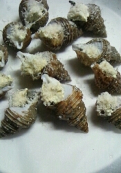 エスカルゴ な んちゃって洋風ツブ貝 レシピ 作り方 By maria1917 楽天レシピ エスカルゴ な んちゃって洋風ツブ貝 レシピ 作り方 By maria1917 楽天レシピ