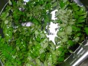 自分で葉さんしょうで佃煮を作ろう レシピ 作り方 By はなきゅ 楽天レシピ 自分で葉さんしょうで佃煮を作ろう レシピ 作り方 By はなきゅ 楽天レシピ