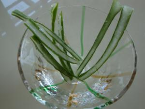 ダイエットの味方 簡単美味しい アロエシャーベット レシピ 作り方 By Mayachka 楽天レシピ