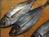 ガサツ料理 背開きが美味さの秘訣 自家製アジ開き レシピ 作り方 By 水酉 楽天レシピ ガサツ料理 背開きが美味さの秘訣 自家製アジ開き レシピ 作り方 By 水酉 楽天レシピ