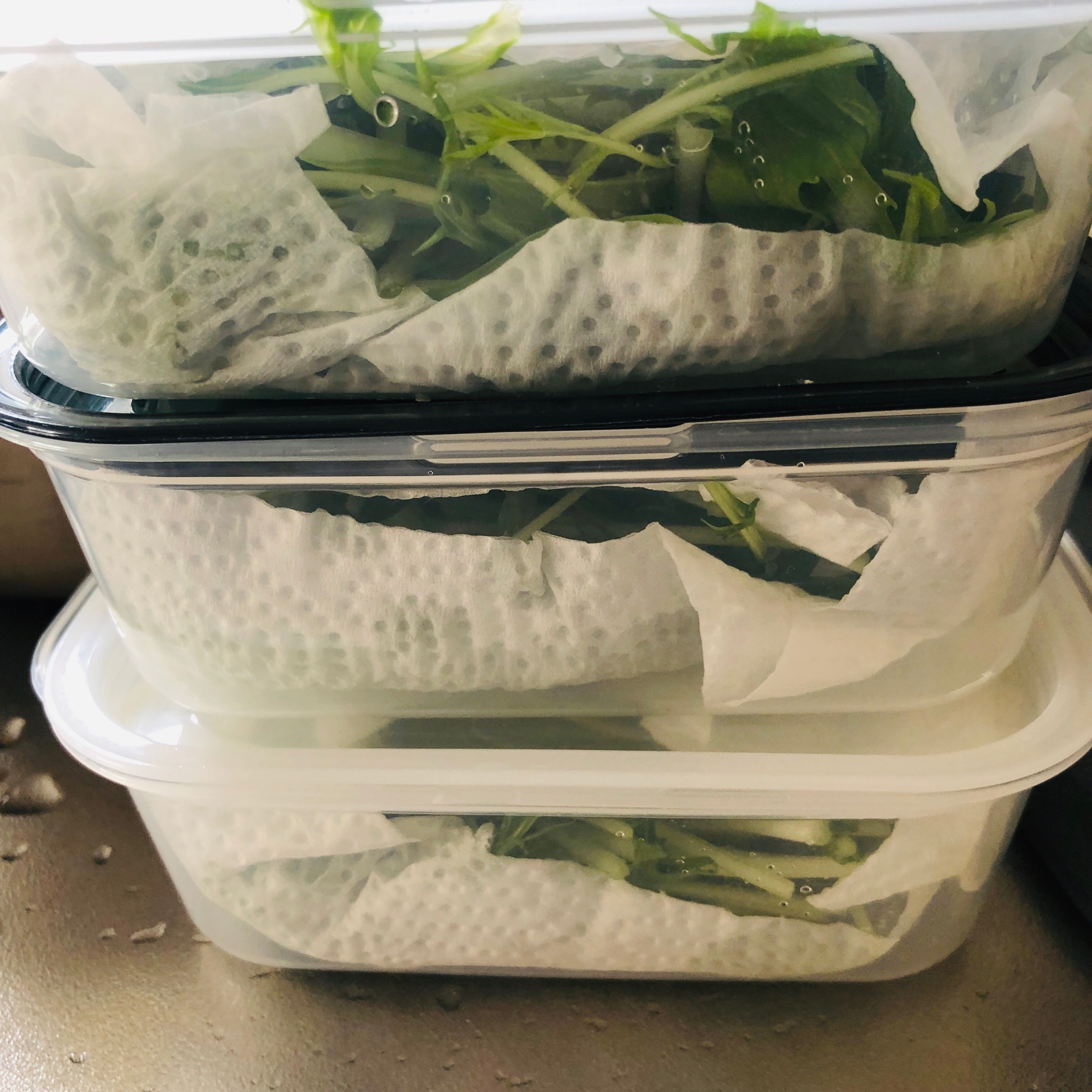 水菜の冷蔵保存方法 長持ち レシピ 作り方 By ろーるけーき 楽天レシピ 水菜の冷蔵保存方法 長持ち レシピ 作り方 By ろーるけーき 楽天レシピ