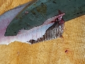 コノシロ 酢〆 レシピ 作り方 By Yoshi Original 楽天レシピ コノシロ 酢〆 レシピ 作り方 By Yoshi Original 楽天レシピ