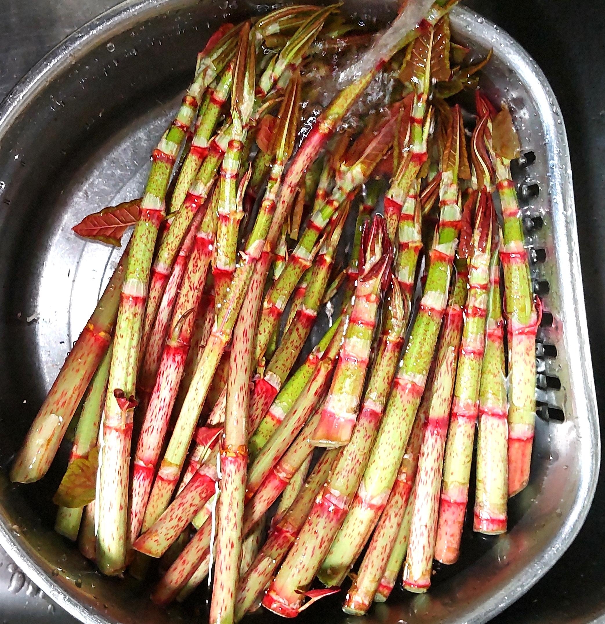 イタドリ 虎杖 の下処理 レシピ 作り方 By お料理は楽しく元気の素 楽天レシピ イタドリ 虎杖 の下処理 レシピ 作り方 By お料理は楽しく元気の素 楽天レシピ