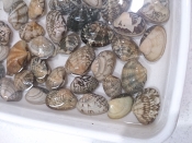 あさりの砂抜き レシピ 作り方 By Hideok8 楽天レシピ あさりの砂抜き レシピ 作り方 By Hideok8 楽天レシピ