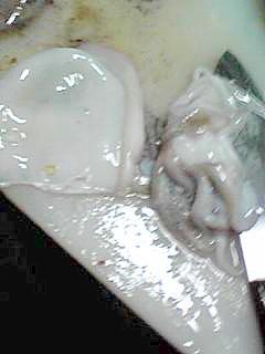 酒の肴 甲烏賊の刺身 甲烏賊のさばき方 保存 レシピ 作り方 By はっとはっと 楽天レシピ 酒の肴 甲烏賊の刺身 甲烏賊のさばき方 保存 レシピ 作り方 By はっとはっと 楽天レシピ