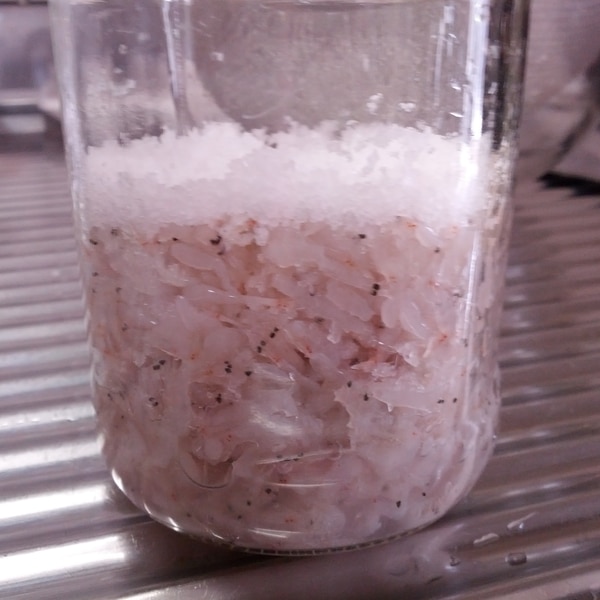 アミの塩辛 レシピ 作り方 By ガブリエル8世 楽天レシピ アミの塩辛 レシピ 作り方 By ガブリエル8世 楽天レシピ