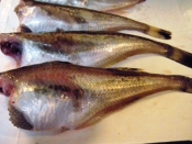 シンプル ハタハタ煮付け レシピ 作り方 By 寝虎太郎 楽天レシピ シンプル ハタハタ煮付け レシピ 作り方 By 寝虎太郎 楽天レシピ