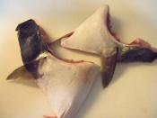 ふくらぎのカマ 塩焼き レシピ 作り方 By 寝虎太郎 楽天レシピ ふくらぎのカマ 塩焼き レシピ 作り方 By 寝虎太郎 楽天レシピ