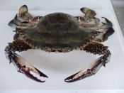 ワタリガニのお味噌汁 レシピ 作り方 By 瀬戸内たいたいclub 楽天レシピ ワタリガニのお味噌汁 レシピ 作り方 By 瀬戸内たいたいclub 楽天レシピ