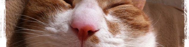 くみっち