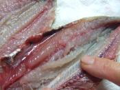 お刺身イワシはいわしの酢〆で うまっ レシピ 作り方 By Iihi009 楽天レシピ お刺身イワシはいわしの酢〆で うまっ レシピ 作り方 By Iihi009 楽天レシピ