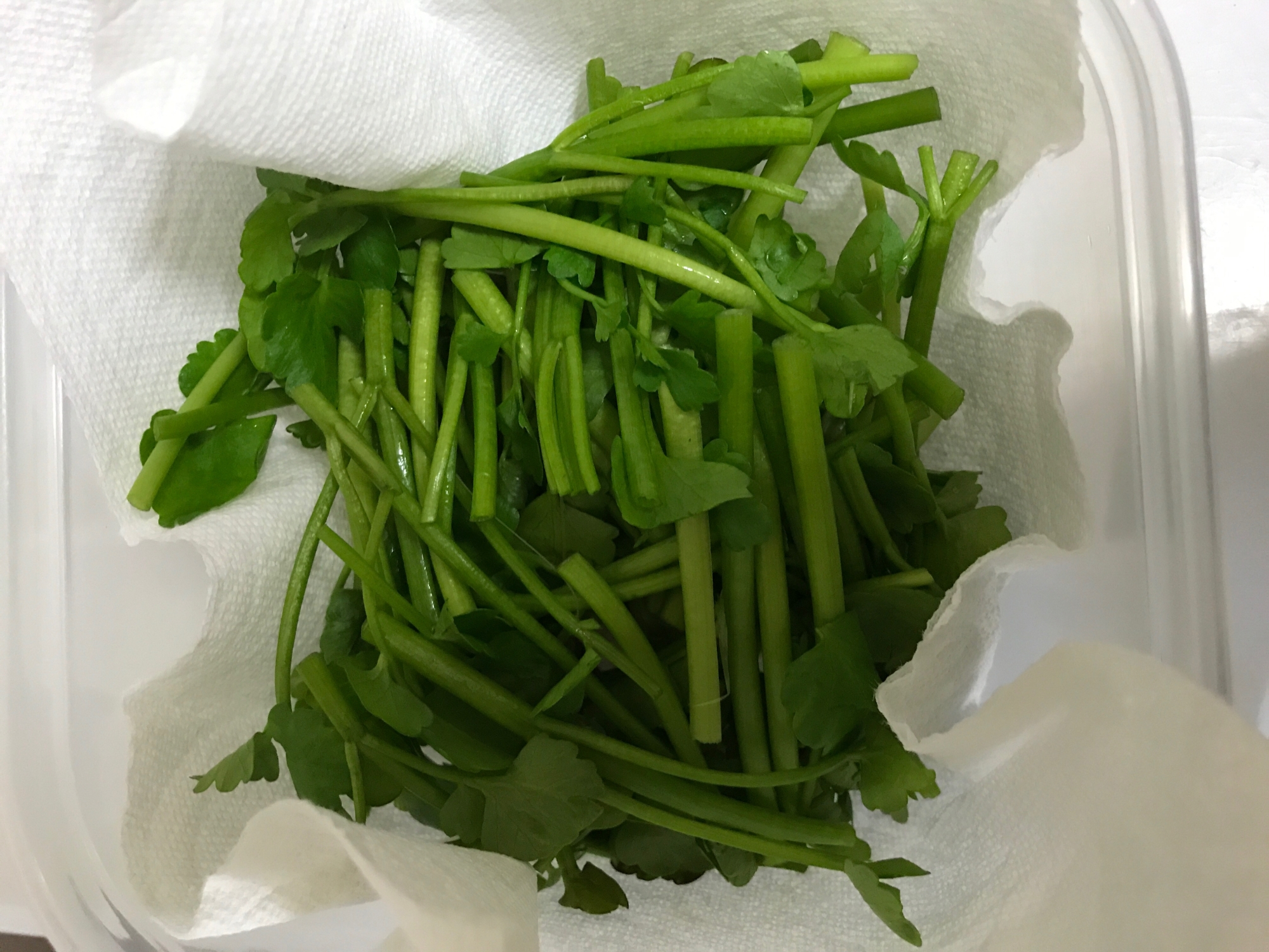 セリの保存法 レシピ 作り方 By You花凛 楽天レシピ セリの保存法 レシピ 作り方 By You花凛 楽天レシピ