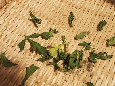 セロリの葉♪　まにあったぁ～天気がいいから今月中に間に合ったよ（笑）すごい勢いで縮んでいくよ。日中はまだ暑いね。朝・夕は涼しいのに！