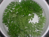 山椒の葉の保存 レシピ 作り方 By Chaachan6066 楽天レシピ 山椒の葉の保存 レシピ 作り方 By Chaachan6066 楽天レシピ