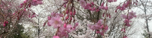 SAKURA。