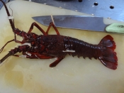 茹で方とさばき方 伊勢海老の塩ゆで レシピ 作り方 By Startrek 楽天レシピ 茹で方とさばき方 伊勢海老の塩ゆで レシピ 作り方 By Startrek 楽天レシピ