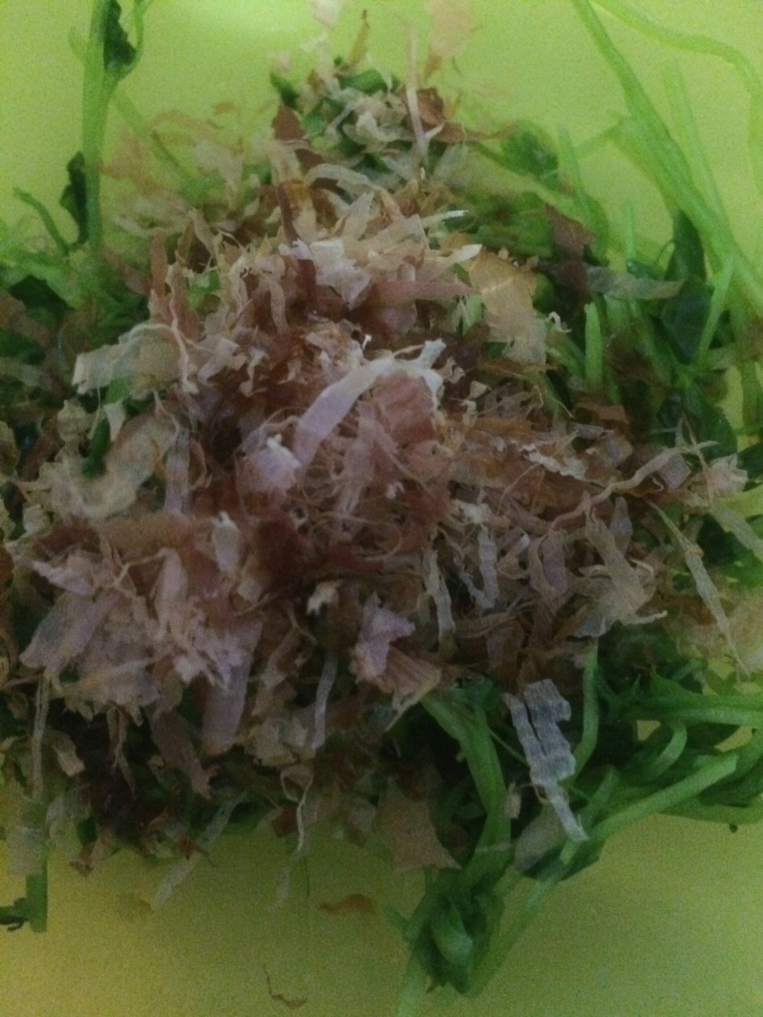 豆苗のおかか和え(о´∀`о)