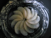 炊飯器で 梨のコンポートケーキ レシピ 作り方 By 大福 あんこ 楽天レシピ