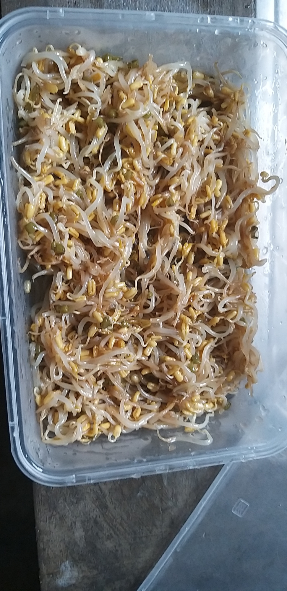 韓国料理:콩나물モヤシのナムル