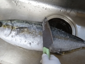 天然ヒラマサを 三枚下し お刺身 レシピ 作り方 By Startrek 楽天レシピ 天然ヒラマサを 三枚下し お刺身 レシピ 作り方 By Startrek 楽天レシピ