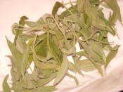 ハーブ屋さんの ドライセージ レシピ 作り方 By ブルーボリジ 楽天レシピ ハーブ屋さんの ドライセージ レシピ 作り方 By ブルーボリジ 楽天レシピ