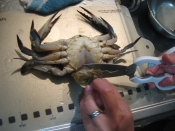 活渡り蟹のしめ方 レシピ 作り方 By ゆきちゃんぽんのパパ 楽天レシピ 活渡り蟹のしめ方 レシピ 作り方 By ゆきちゃんぽんのパパ 楽天レシピ