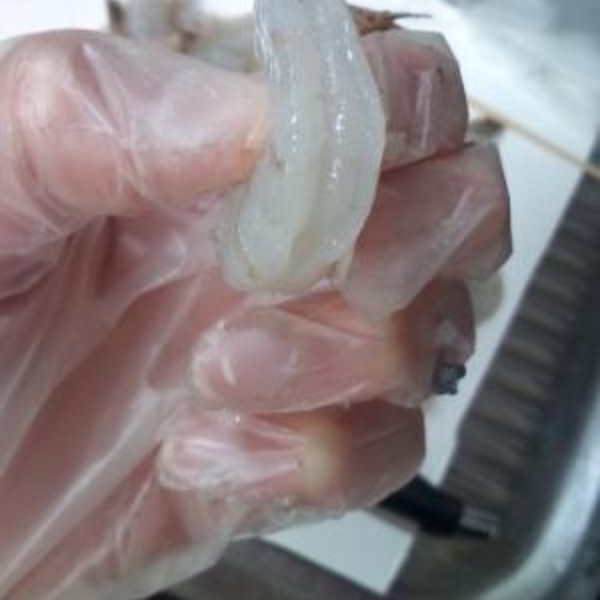 簡単 綺麗にエビの背わたをとる方法 レシピ 作り方 By 池ナンシー 楽天レシピ 簡単 綺麗にエビの背わたをとる方法 レシピ 作り方 By 池ナンシー 楽天レシピ