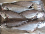 イシモチのアクアパッツァ レシピ 作り方 By Mococo05 楽天レシピ イシモチのアクアパッツァ レシピ 作り方 By Mococo05 楽天レシピ