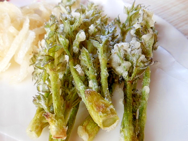 タラ の 芽 天ぷら 山菜の天ぷら コシアブラ タラの芽 コゴミ Stg Origin Aegpresents Com タラ の 芽 天ぷら 山菜の天ぷら コシアブラ タラの芽 コゴミ Stg Origin Aegpresents Com